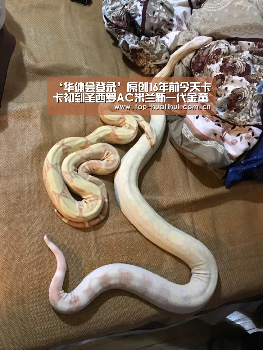 华体会